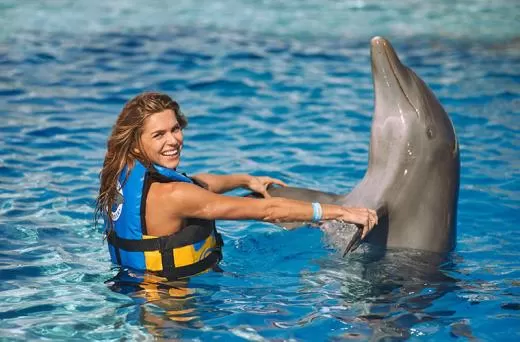 Dolphin Meet & Greet in Swimming Pool