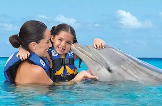 Dolphin Meet & Greet in Swimming Pool