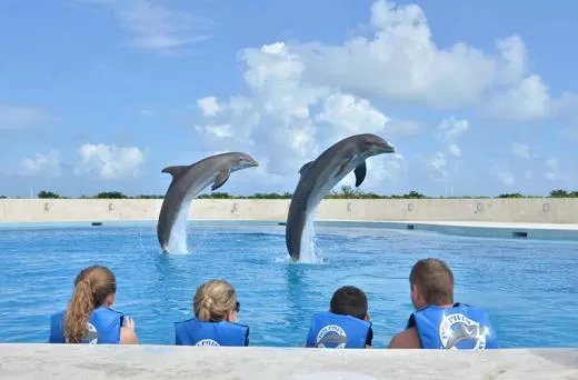 Dolphin Meet & Greet in Swimming Pool