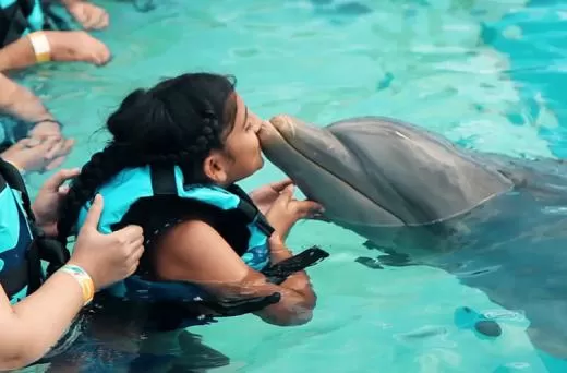 Dolphin Meet & Greet in Swimming Pool