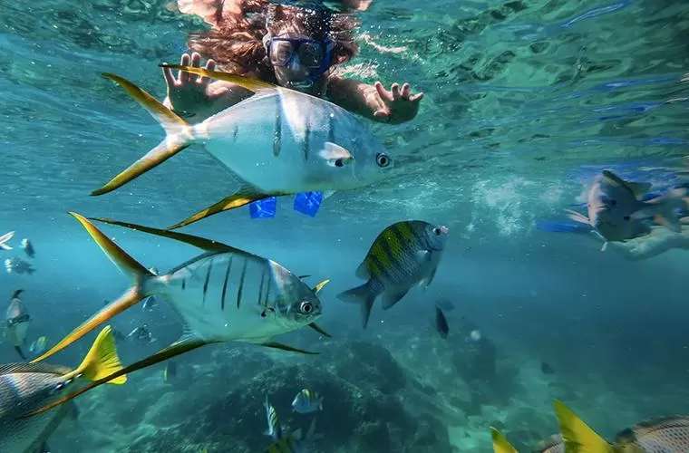 Pelican Rock Snorkeling Tour