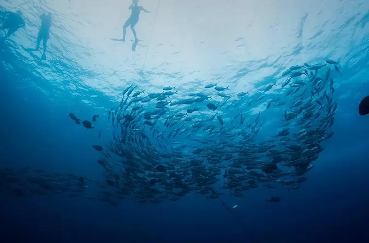 Pelican Rock Snorkeling Tour