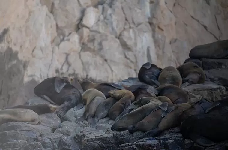 Pelican Rock Snorkeling Tour