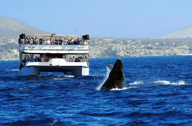 Whale Watching Los Cabos