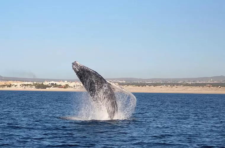 Whale Watching Los Cabos