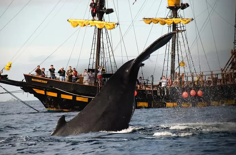 Whale Watching Los Cabos