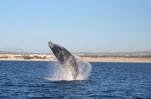 Whale Watching Los Cabos