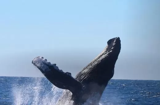 Whale Watching Los Cabos