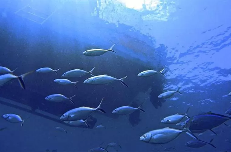 Submarino & Snorkeling Adventure