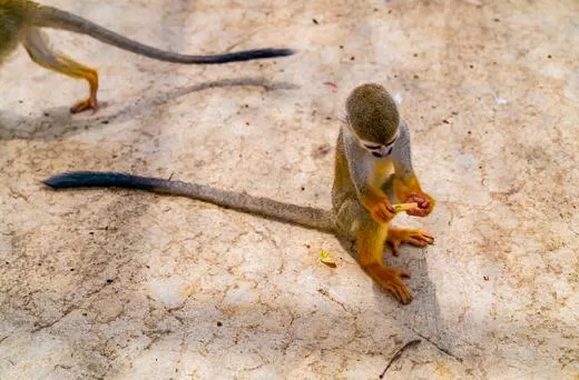 Monkeyland Safari Puerto Plata