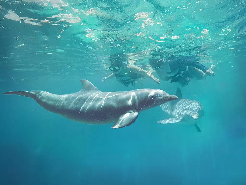Dolphin Discovery Isla Mujeres, Cancún