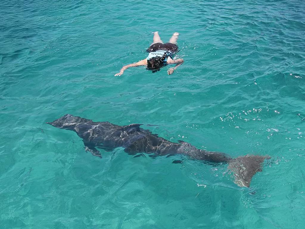 Dolphin Discovery Isla Mujeres, Cancún