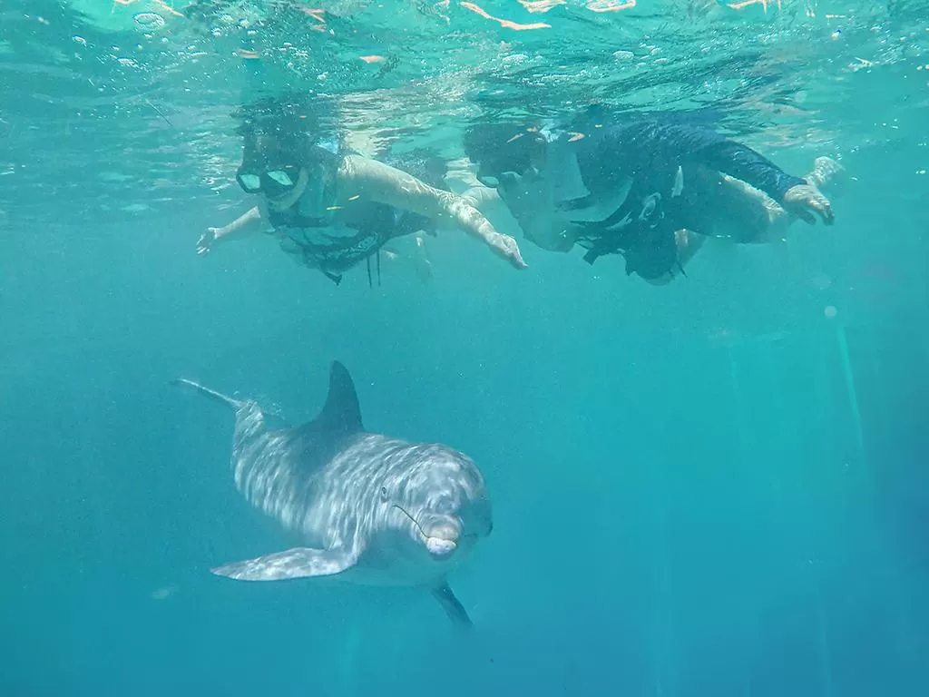 Dolphin Discovery Isla Mujeres, Cancún