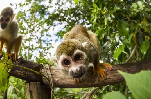 Monkey Land Excursion in Punta Cana